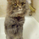 Illustration for article titled If you give a cat a bath...